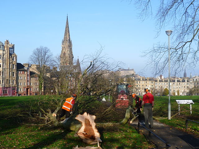 A diseased Elm being removed from Bruntsfield Links, Edinburgh