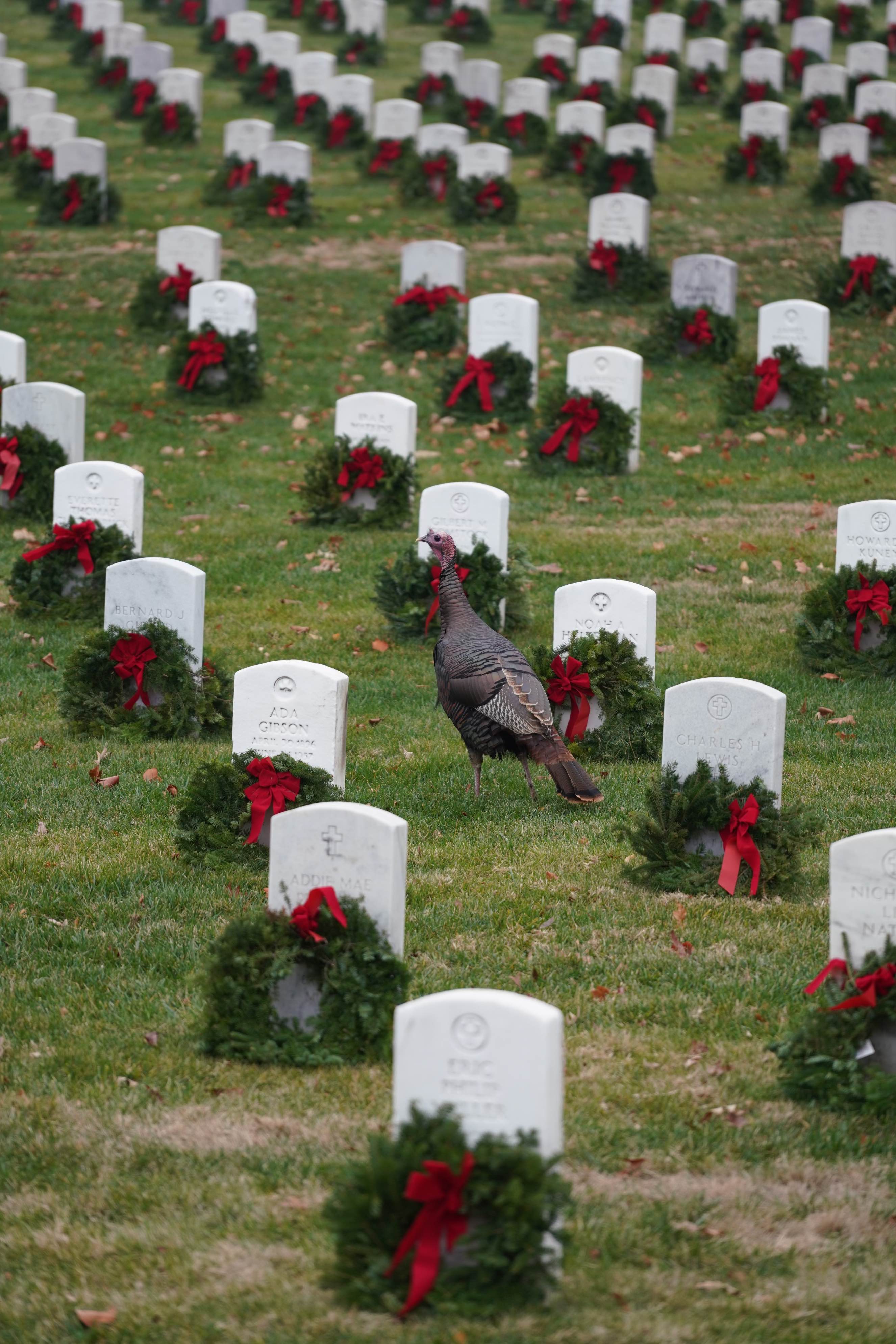 Grave headstones at Arlington National Cemetery with wreaths