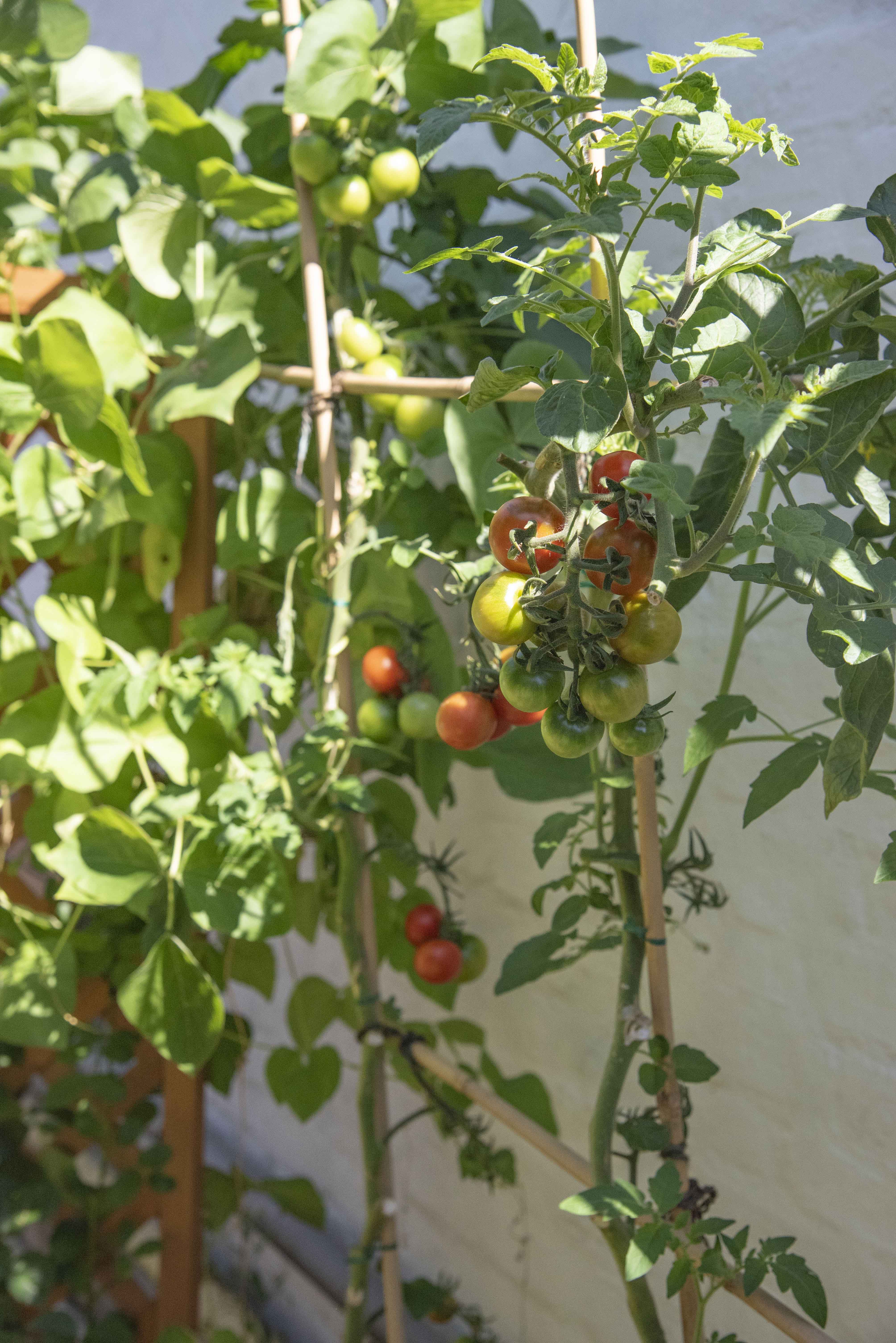 Archie's tomatoes in his garden