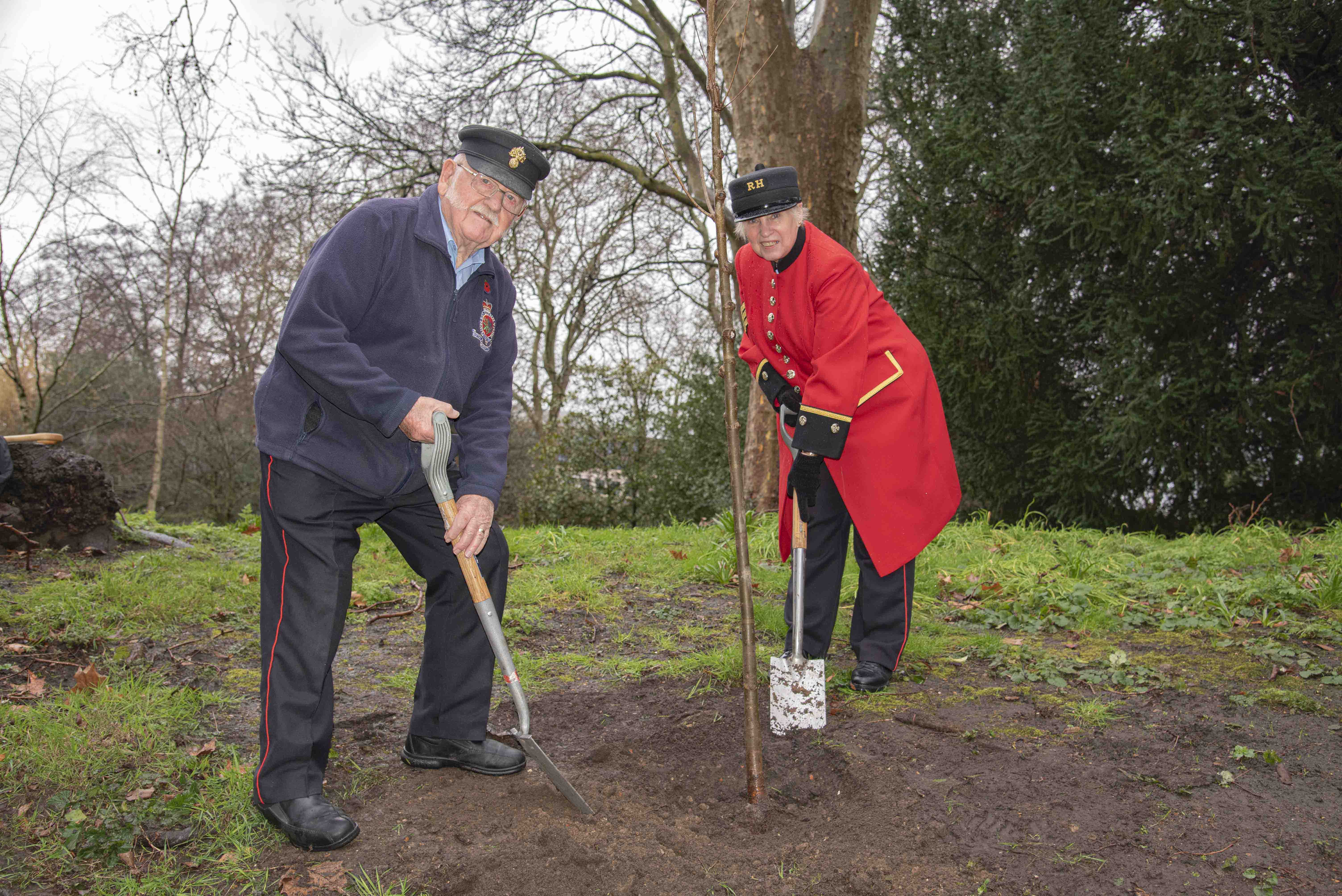 Chelsea Pensioners planting an Elm tree in Ranelagh Gardens